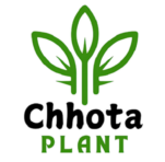 chhotaplant.in